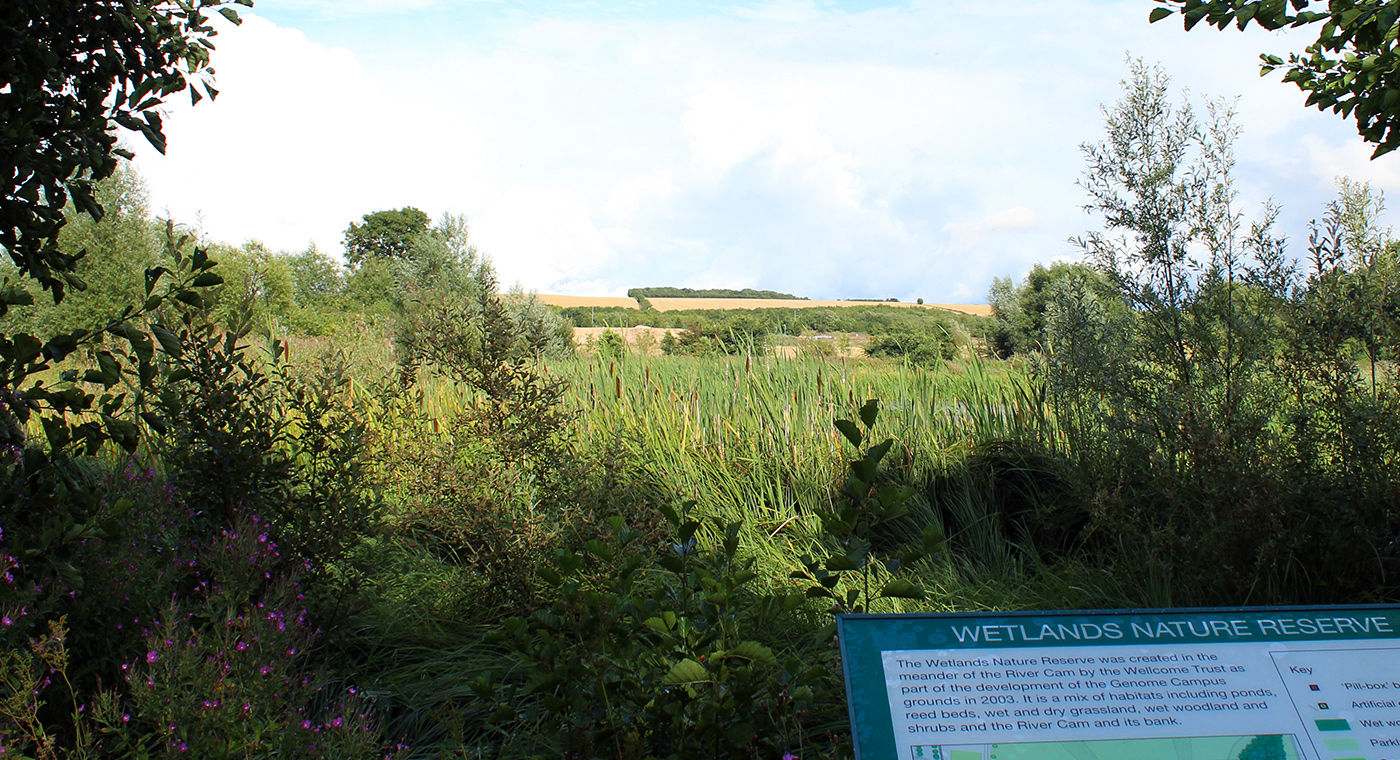 Wetlands Nature Reserve at the 鶹ý, Hinxton, Cambridgeshire